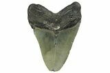 Serrated, Fossil Megalodon Tooth - North Carolina #351747-1